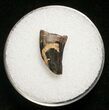 Dromaeosaur (Raptor) Tooth - Montana #8681-1